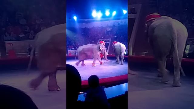 Выступление слонов в цирке г.Омска смотреть онлайн