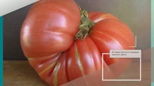 Томат Сахарный пудовичок - описание сорта