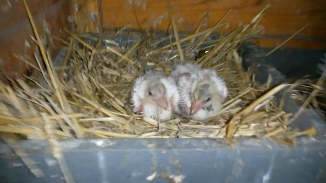 Голубятня, кольцую голубят, проверяю яйца на оплодотворённость смотреть онлайн