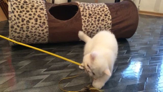 Котенок экзотической короткошёрстный породы, играет смотреть онлайн