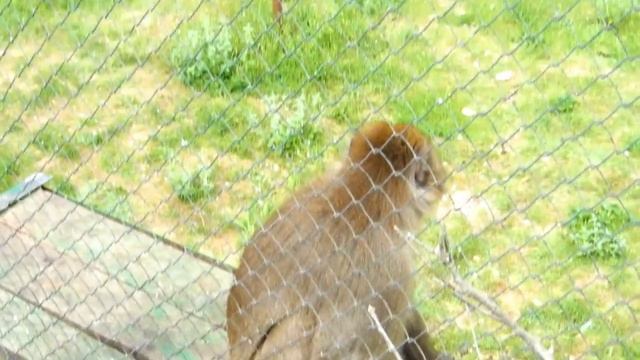 Ам Ням в зоопарке. Видео с игрушками. Парк львов. Om Nom toys смотреть онлайн