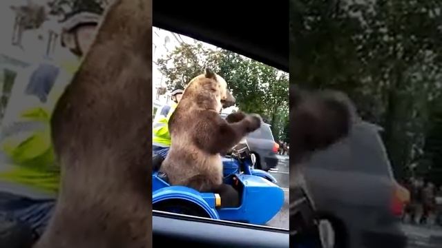 МЕДВЕДЬ ТИМА НА МОТОЦИКЛЕ РАЗЪЕЗЖАЕТ ПО ГОРОДУ !!!?This is RUSSIA смотреть онлайн