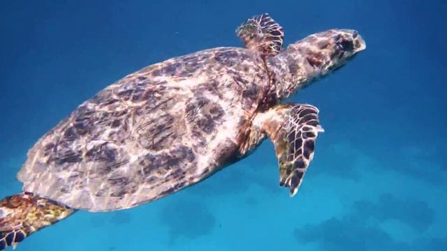 Морская черепаха Бисса. Meeresschildkröte...DSCF2379 смотреть онлайн