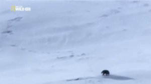 Жизнь волков.