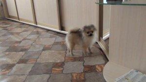 Померанский шпиц Элис