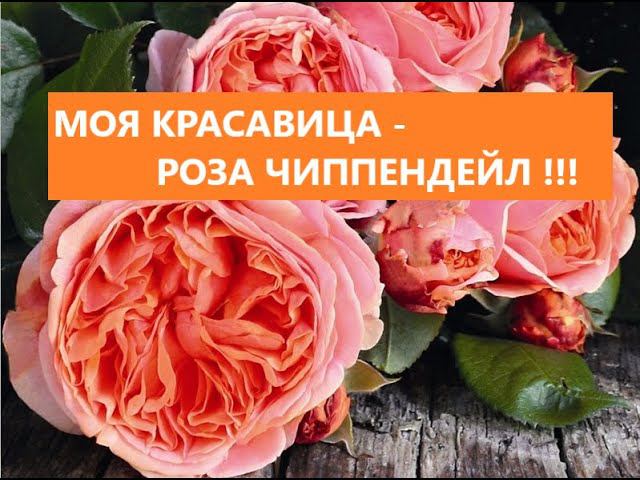 Моя красавица - роза Чиппендейл !!! смотреть онлайн