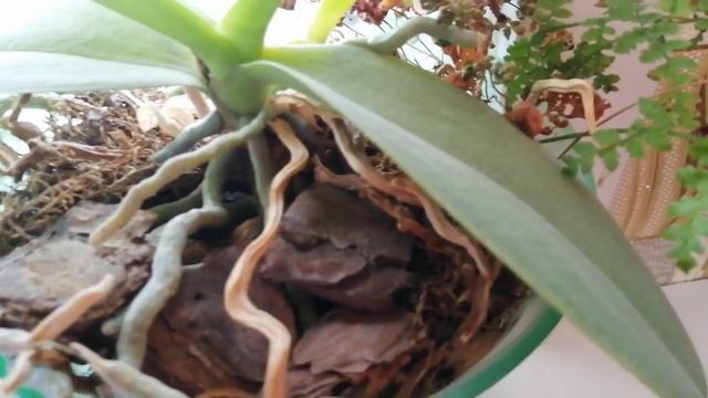 Омолодила орхидеи и получила детки. #хештег#моишестьсоток #орхидеи смотреть онлайн