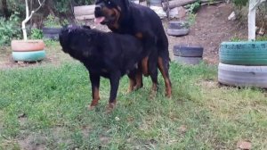 MATING HUGE ROTTWEILERS  |  ROMANIAN DOGS