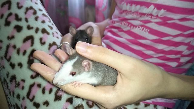 ПОВЕДЕНИЕ ДОМАШНИХ КРЫС смотреть онлайн