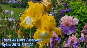 Ирисы. Самые красивые сорта. Irises. The most beautiful varieties.