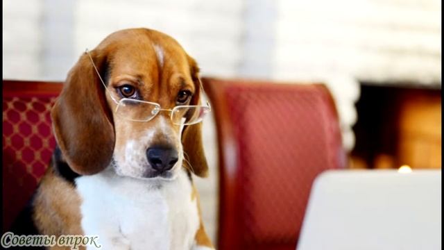 ➤ Как показать свою любовь и преданность собаке ➤ Люди и животные ➤ Как вести себя с собакой смотреть онлайн