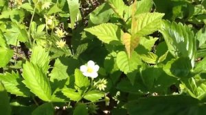 Земляника "Жёлтое чудо" !