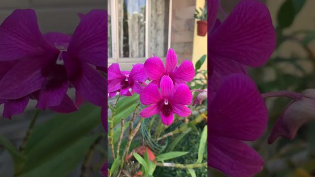 Orchid Flower(mauve butterfly orchid dark color) смотреть онлайн