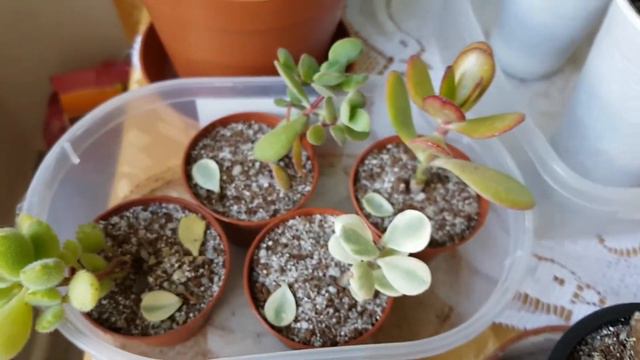 Plant Tour PART 2 | Plants in my Kitchen смотреть онлайн