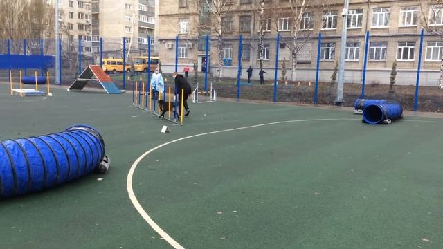 Аджилити Тольятти - ВолгаДогСпорт_Квалификационные соревнования 22.04.2018 в Самаре смотреть онлайн