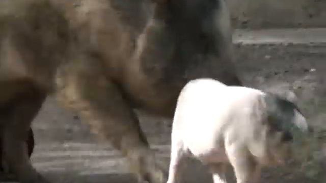 Свиньи в городе смотреть онлайн