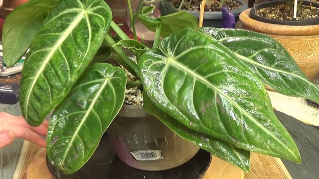 Anthurium Villenaorum 4 Month Update