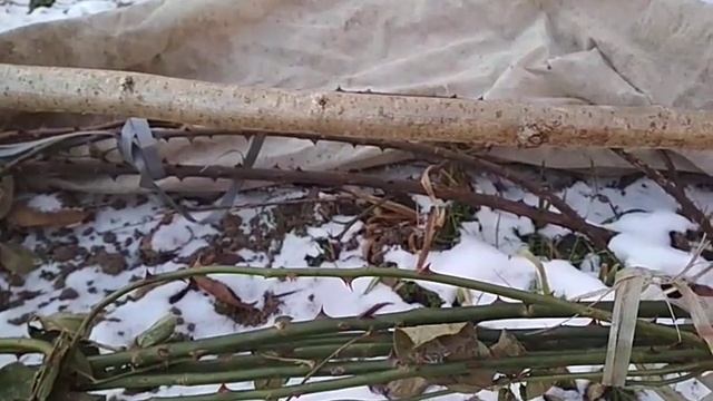 укрываю розы- крупномеры смотреть онлайн