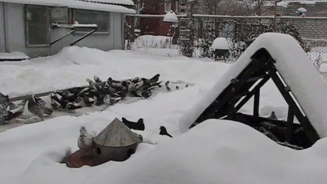 Николаевские голуби Сергея Родионова. (Мой голубиный бизнес). Волгоград. Часть 147 смотреть онлайн