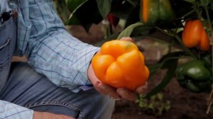 ПЕРЕЦ СЛАДКИЙ МАГНО F1 очень крупный, сочный, стенки 10 мм