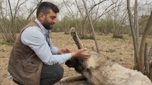 Genç Çoban Hüseyin ve Keçi Sürüsü Aşkı | Belgesel ▫️4K▫️ смотреть онлайн