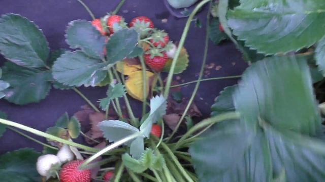 СВИТХАРТ среднеспелый сорт летнего плодоношения смотреть онлайн