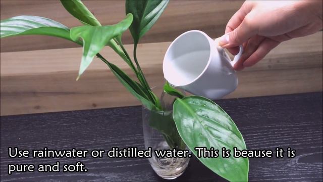 How To Grow A Peace Lily, Growing Peace Lily, Peace Lily Care смотреть онлайн