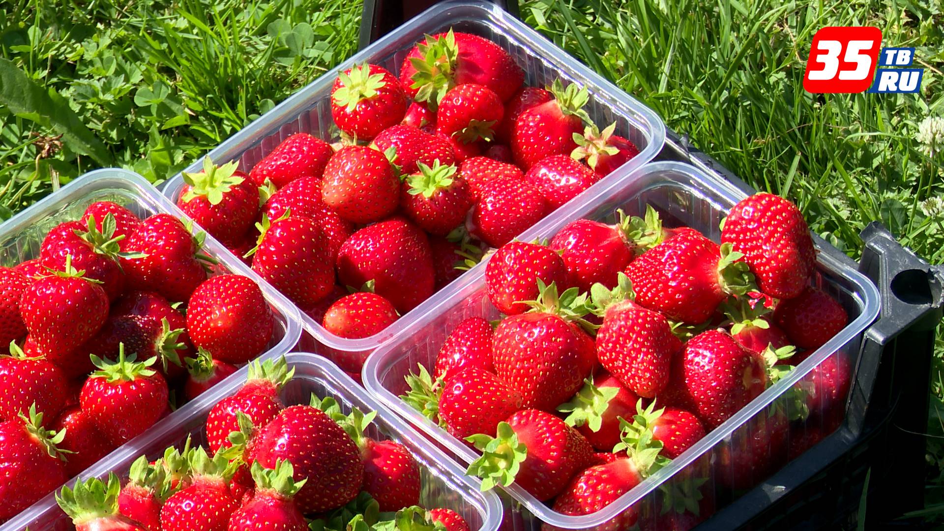 Более 60 миллионов рублей получили фермеры Вологодчины на конкурсе Агростартап