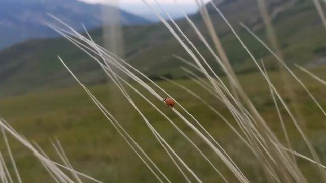 "Физика и биология в походе", часть вторая, Северная Осетия, июль 2021 смотреть онлайн