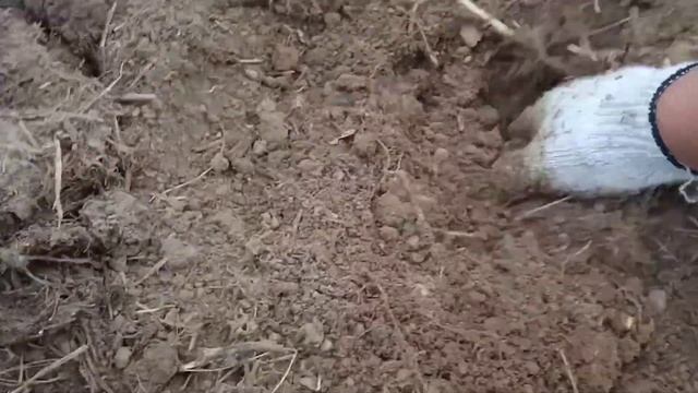 Какой вырос картофель на ветках. Мою морозильную камеру Индезит. Дегустация жëлтых помидоров. смотреть онлайн