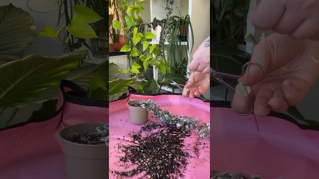 Церопегия Вуда: размножить, загустить, черенковать, обожать ?? #комнатныерастения смотреть онлайн