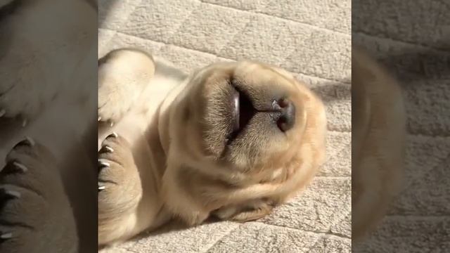 сон щенка 640