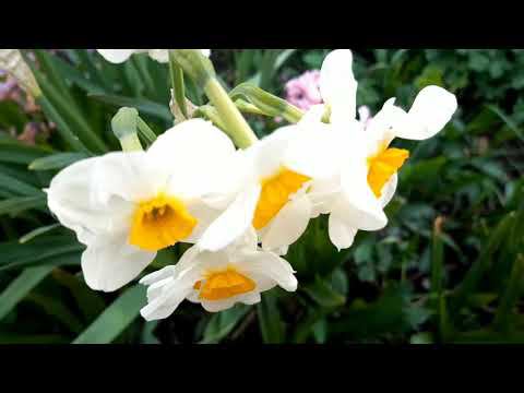 Апрельская рапсодия смотреть онлайн