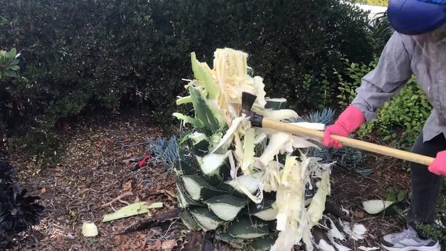 Agave Gentryi “Jaws” removal смотреть онлайн
