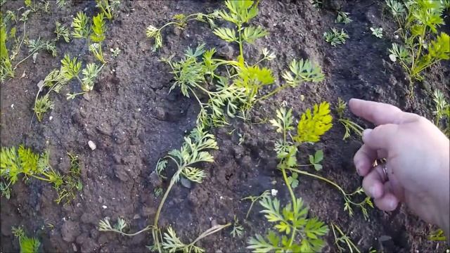 Результаты пересадки моркови. Как морковь начала приживаться после прореживания. смотреть онлайн