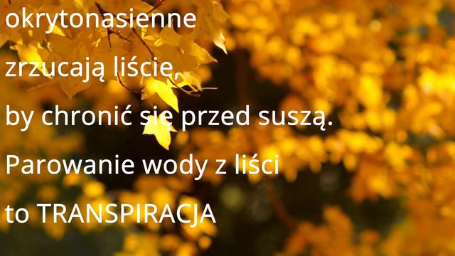 Nagonasienne, czyli o roślinach wytwarzających nasiono, zalążek, łagiewkę i takie tam ciekawostki смотреть онлайн