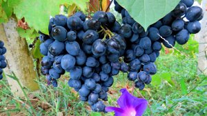 Виноград Молдова