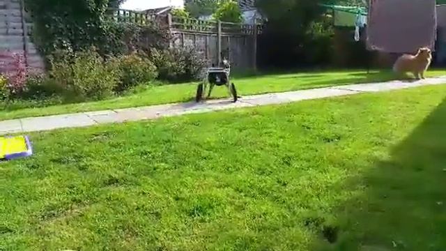 Собака #Лола‬ (Кемберли, Англия) коляска #Фракиштак/‪Dog #Lola‬ (Camberley, UK) cart #Frakishtak смотреть онлайн