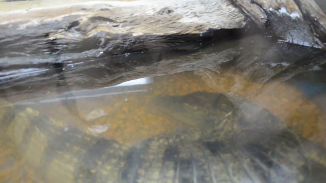 9 аквапарк крокодил смотреть онлайн