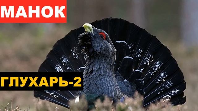 ?ГОЛОС (МАНОК) ГЛУХАРЬ 2 смотреть онлайн