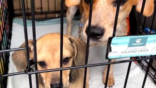 Мать собака закрывала щенка собой, дрожа от страха в клетке приюта смотреть онлайн