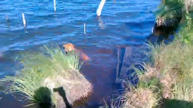 Такса-в Воде купакса, Dachshund смотреть онлайн