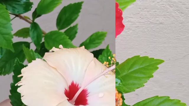 F1 & F2 generation wala scene ho gaya mere roof par смотреть онлайн