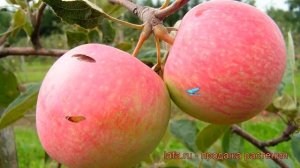 Яблоня обыкновенная Грушовка красная Московская ? обзор: как сажать, саженцы яблони