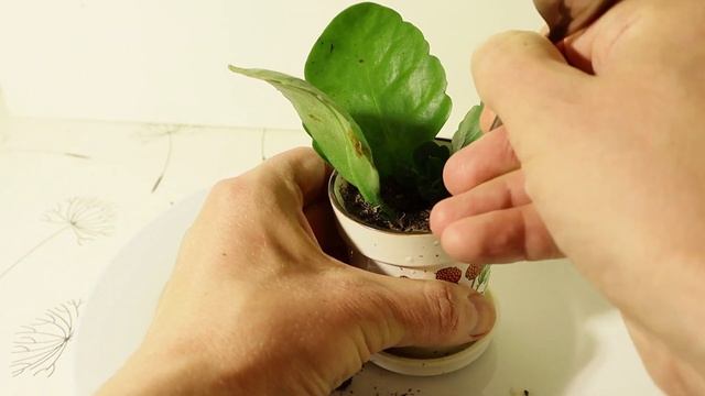 Каланхоэ ? Размножение каланхоэ листом и черенками смотреть онлайн