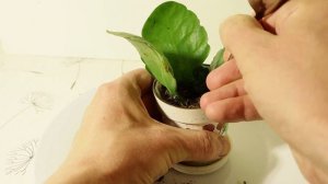 Каланхоэ ? Размножение каланхоэ листом и черенками