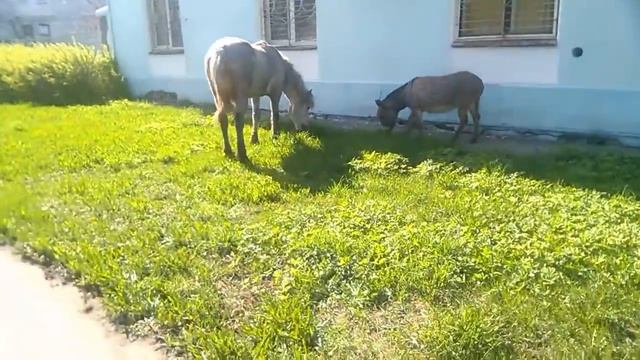 Животные в городе смотреть онлайн