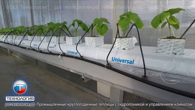 Ждём богатый урожай огурцов в ноябре смотреть онлайн