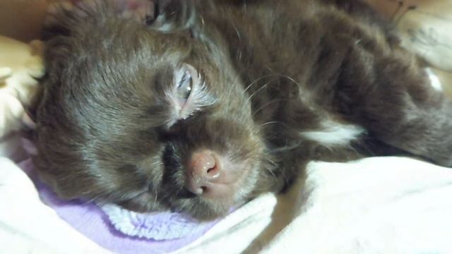 ЧИХУАХУА Лёвчик СМОТРИТ СНЫ / ЖЕЛАЕМ ВСЕМ СПОКОЙНОЙ НОЧИ И ДОБРЫХ СНОВ . смотреть онлайн