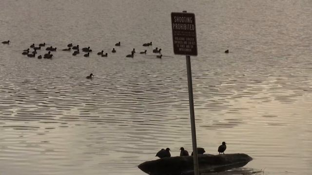 American Coots. Американская лысуха (1694sp) смотреть онлайн